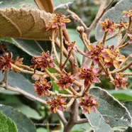 Dombeya ferruginea. petit mahot noir.malvaceae.endémique Réunion Maurice. (1).jpeg