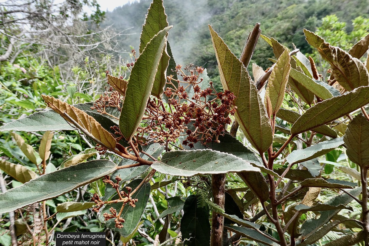 Dombeya ferruginea. petit mahot noir.malvaceae.endémique Réunion Maurice..jpeg