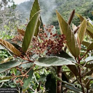 Dombeya ferruginea. petit mahot noir.malvaceae.endémique Réunion Maurice..jpeg