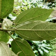 Dombeya punctata .mahot.  feuilles (nervation )et stipules malvaceae.endémique Réunion..jpeg