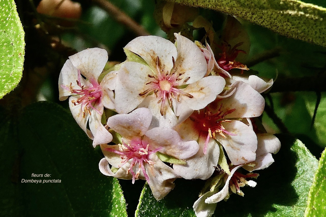 Dombeya punctata .mahot. malvaceae.endémique Réunion. (1).jpeg