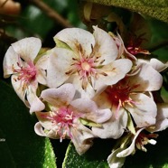 Dombeya punctata .mahot. malvaceae.endémique Réunion. (1).jpeg