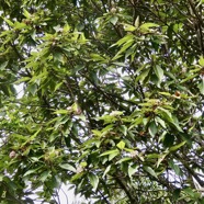 Dombeya punctata .mahot. malvaceae.endémique Réunion. (2).jpeg