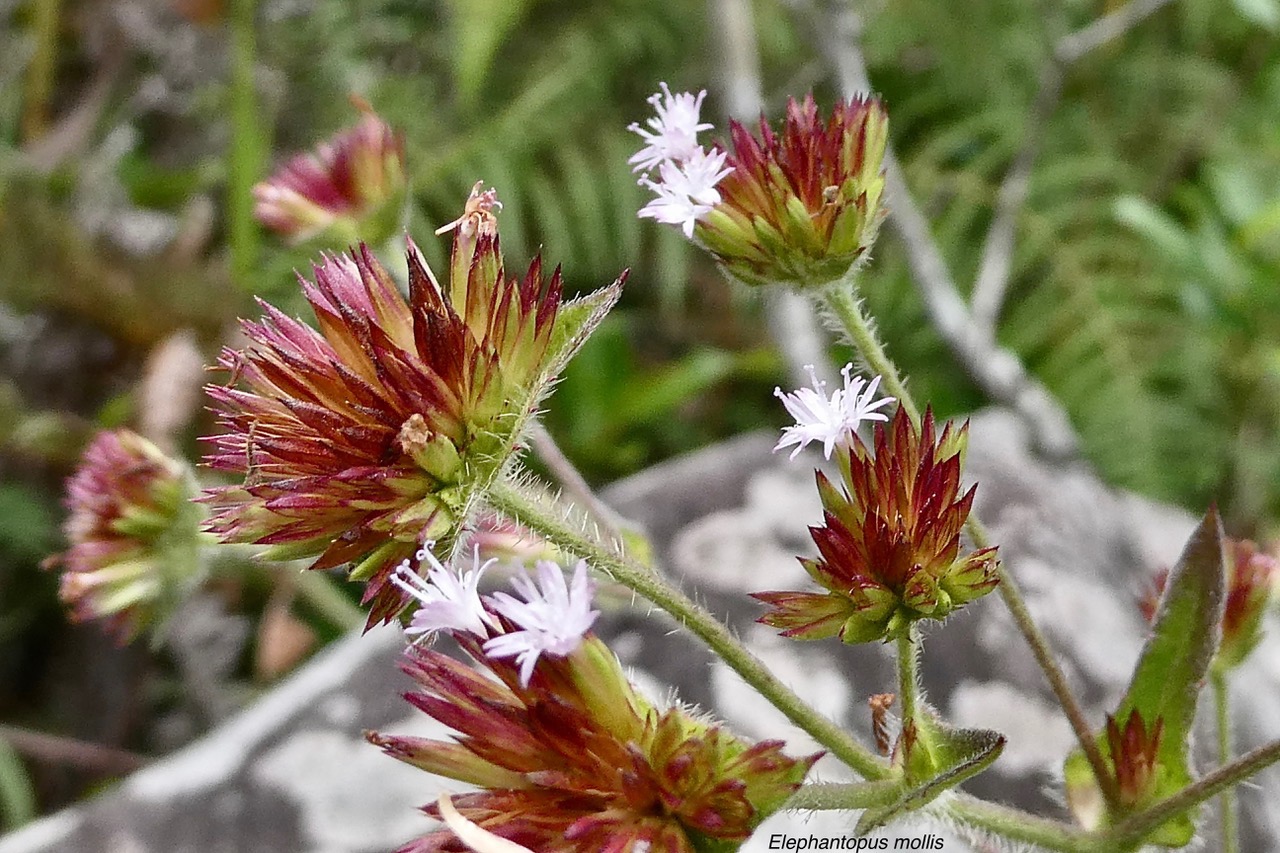 Eléphantopus molis.tabac marron .asteraceae;.jpeg