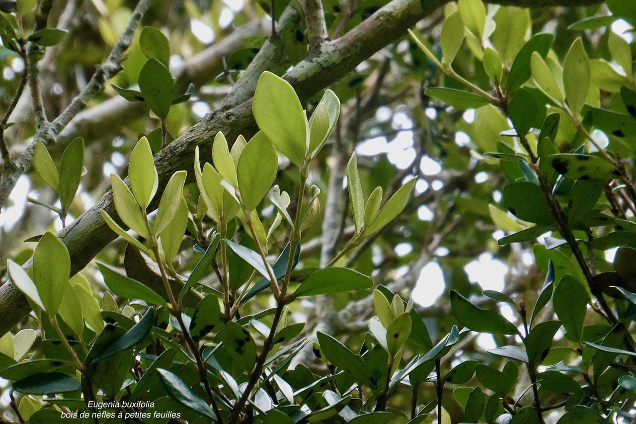 Eugenia buxifolia .bois de nèfles à petites feuilles.myrtaceae. endémique Réunion. (1).jpeg