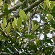 Eugenia buxifolia .bois de nèfles à petites feuilles.myrtaceae. endémique Réunion. (1).jpeg