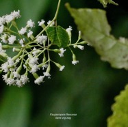 Faujasiopsis flexuosa. liane zig-zag.asteraceae.endémique Réunion Maurice..jpeg