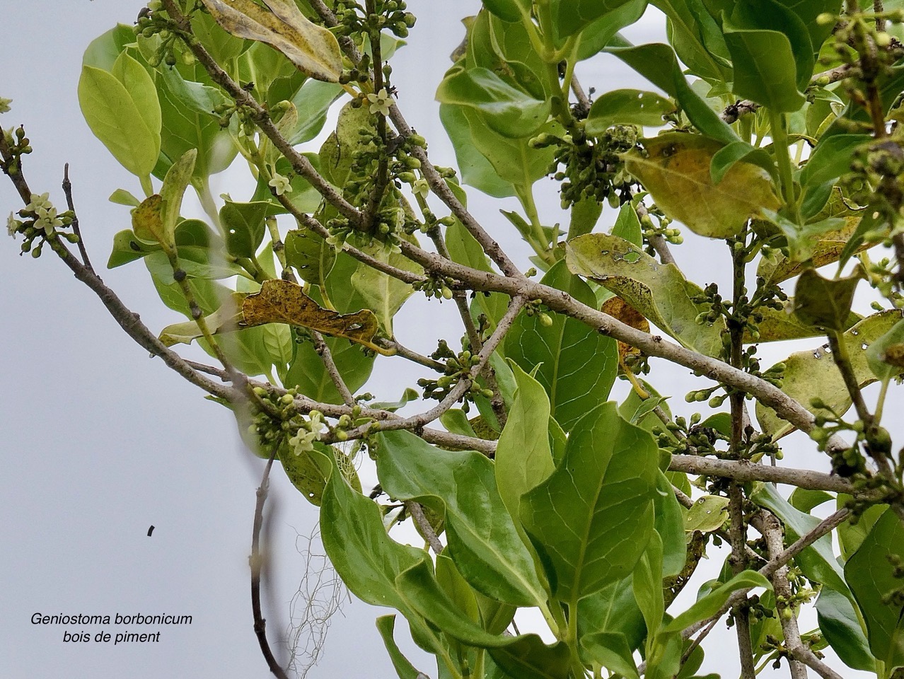 Geniostoma borbonicum  Bois de piment  bois de rat. ( avec fleurs et boutons floraux ) loganiaceae endémique Réunion Maurice. (1).jpeg