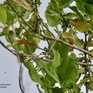 Geniostoma borbonicum  Bois de piment  bois de rat. ( avec fleurs et boutons floraux ) loganiaceae endémique Réunion Maurice. (1).jpeg