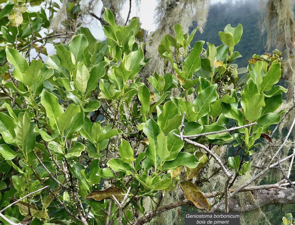 Geniostoma borbonicum  Bois de piment  bois de rat. loganiaceae endémique Réunion Maurice..jpeg