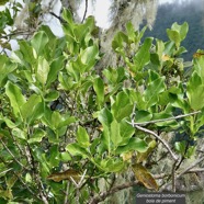 Geniostoma borbonicum  Bois de piment  bois de rat. loganiaceae endémique Réunion Maurice..jpeg
