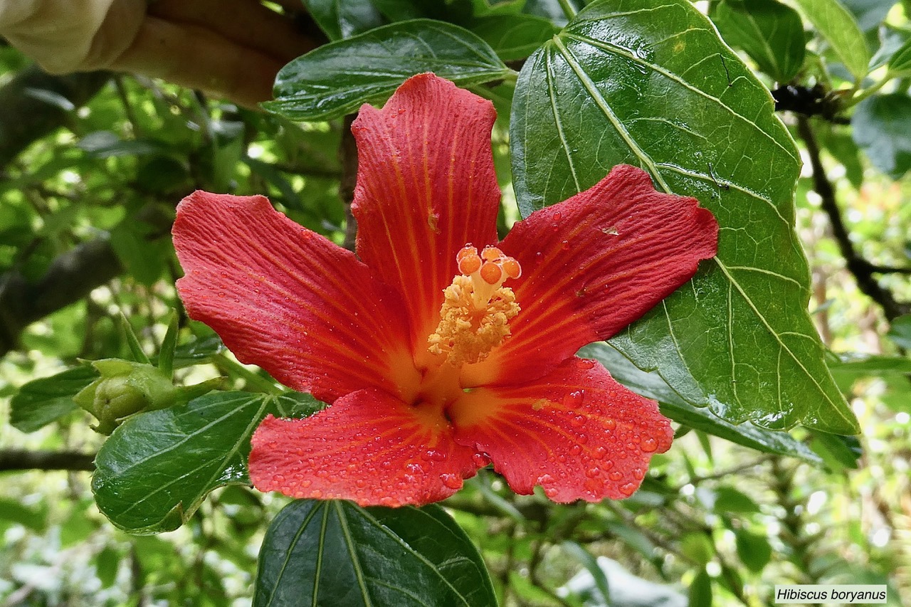 Hibiscus boryanus.foulsapate marron.mahot bâtard.malvaceae.endémique Réunion Maurice..jpeg