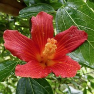 Hibiscus boryanus.foulsapate marron.mahot bâtard.malvaceae.endémique Réunion Maurice..jpeg