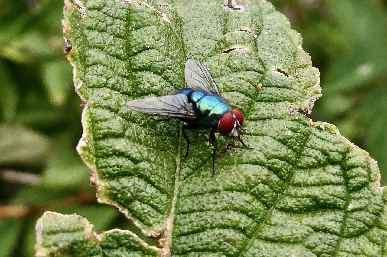 mouche dorée. Lucilia caesar..jpeg