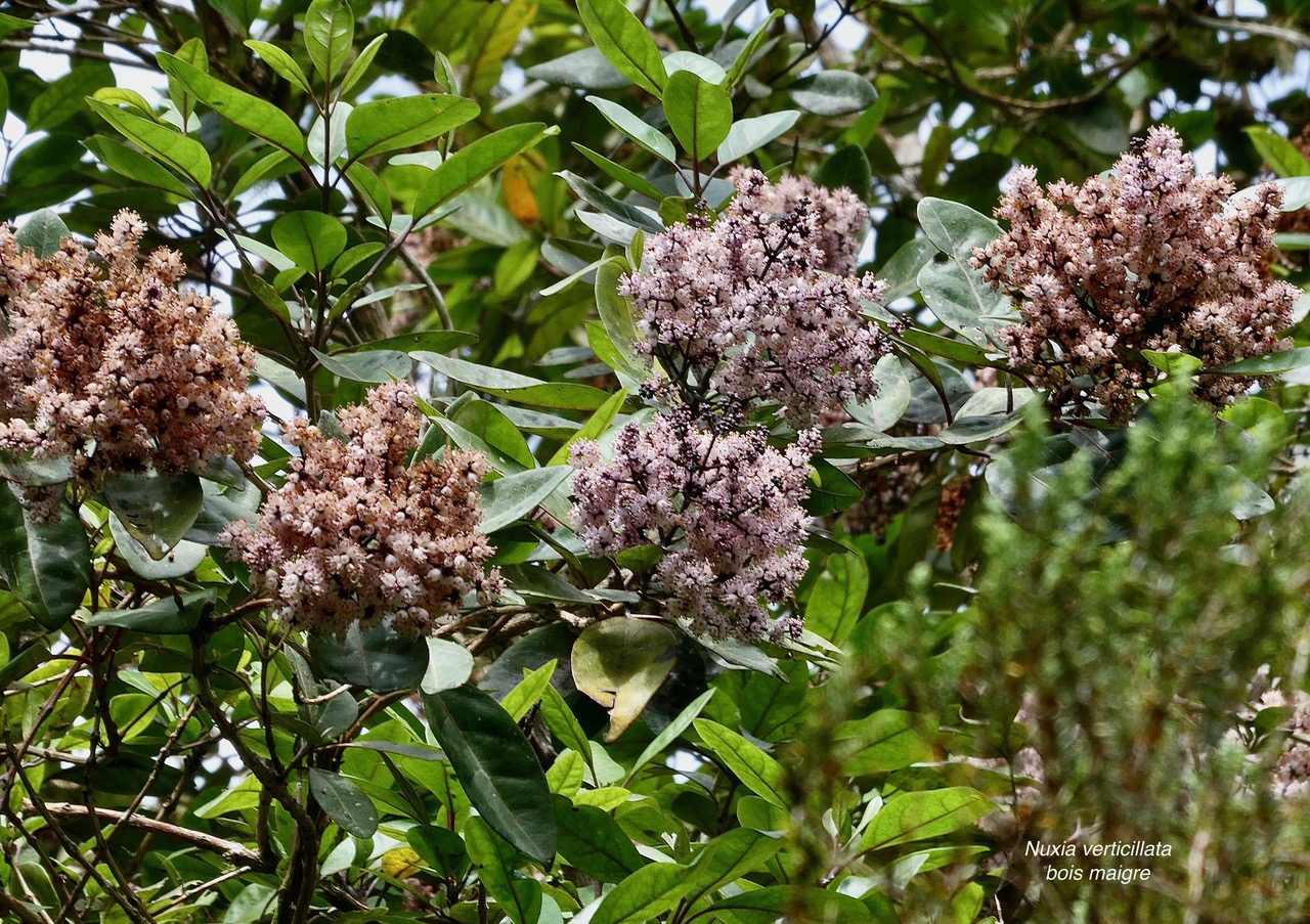 Nuxia verticillata.bois maigre.stilbaceae.endémique Réunion Maurice..jpeg