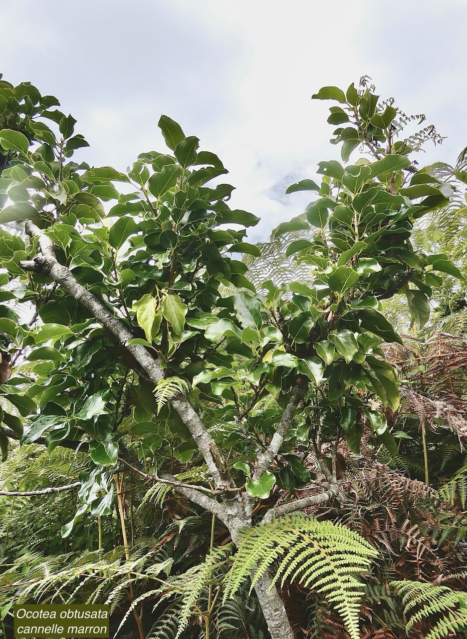 Ocotea obtusata  Cannelle  marron .lauraceae. endémique Réunion Maurice..jpeg