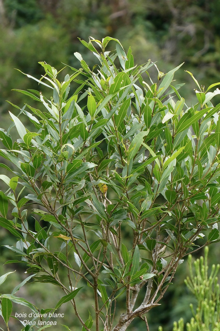 Olea lancea. bois d’olive blanc.oleaceae.indigène Réunion. (2).jpeg