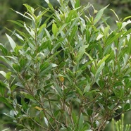 Olea lancea. bois d’olive blanc.oleaceae.indigène Réunion. (2).jpeg