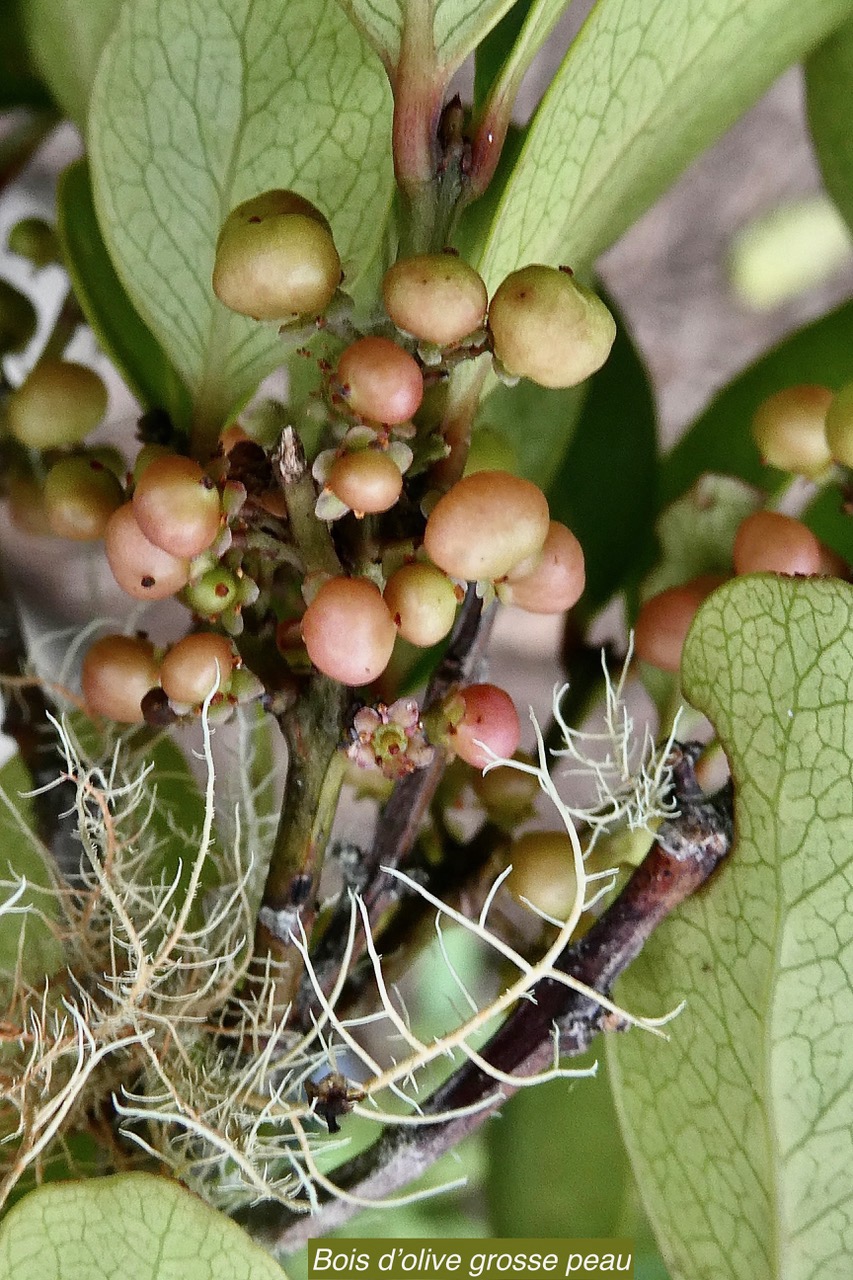 Pleurostylia pachyphloea.bois d’olive grosse peau.( fruits ) celastraceae.endémique Réunion..jpeg