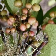Pleurostylia pachyphloea.bois d’olive grosse peau.( fruits ) celastraceae.endémique Réunion..jpeg