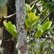 Pleurostylia pachyphloea.bois d’olive grosse peau.celastraceae.endémique Réunion. (1).jpeg