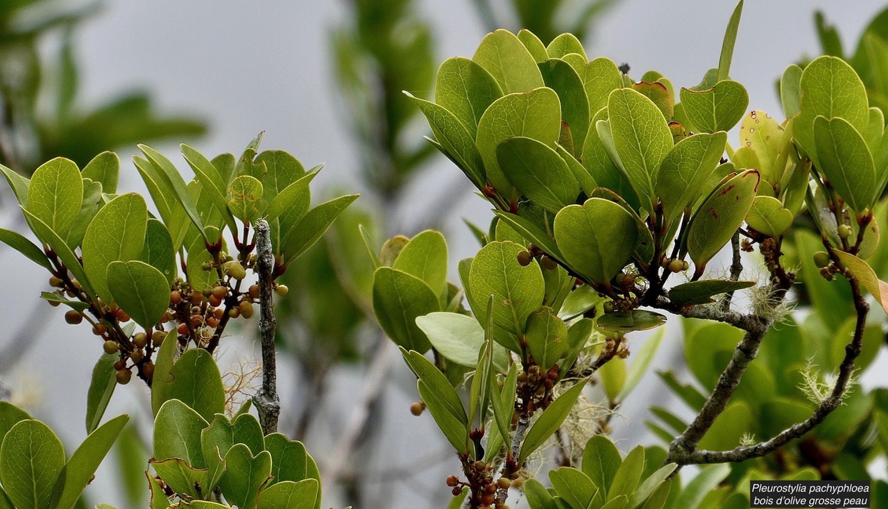 Pleurostylia pachyphloea.bois d’olive grosse peau.celastraceae.endémique Réunion. (2).jpeg