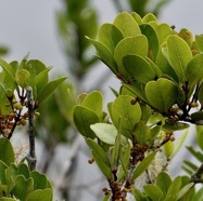 Pleurostylia pachyphloea.bois d’olive grosse peau.celastraceae.endémique Réunion. (2).jpeg