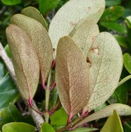 Pleurostylia pachyphloea.bois d’olive grosse peau.celastraceae.endémique Réunion..jpeg