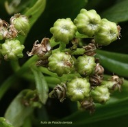 Psiadia dentata.ti mangue.bois collant.( avec fruits ) asteraceae.endémique Réunion..jpeg