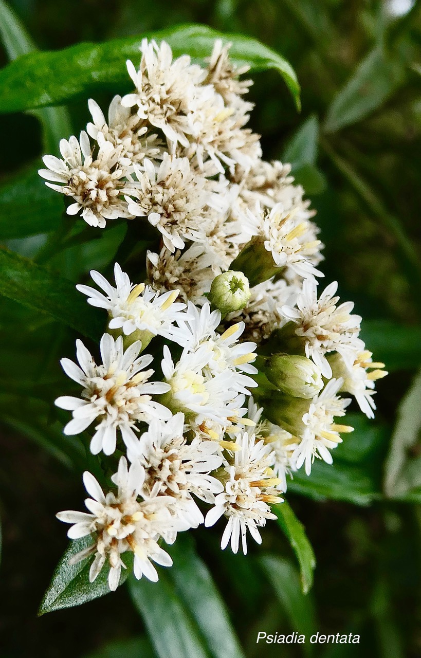 Psiadia dentata.ti mangue.bois collant.asteraceae.endémique Réunion. (1).jpeg