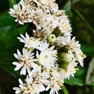 Psiadia dentata.ti mangue.bois collant.asteraceae.endémique Réunion. (1).jpeg