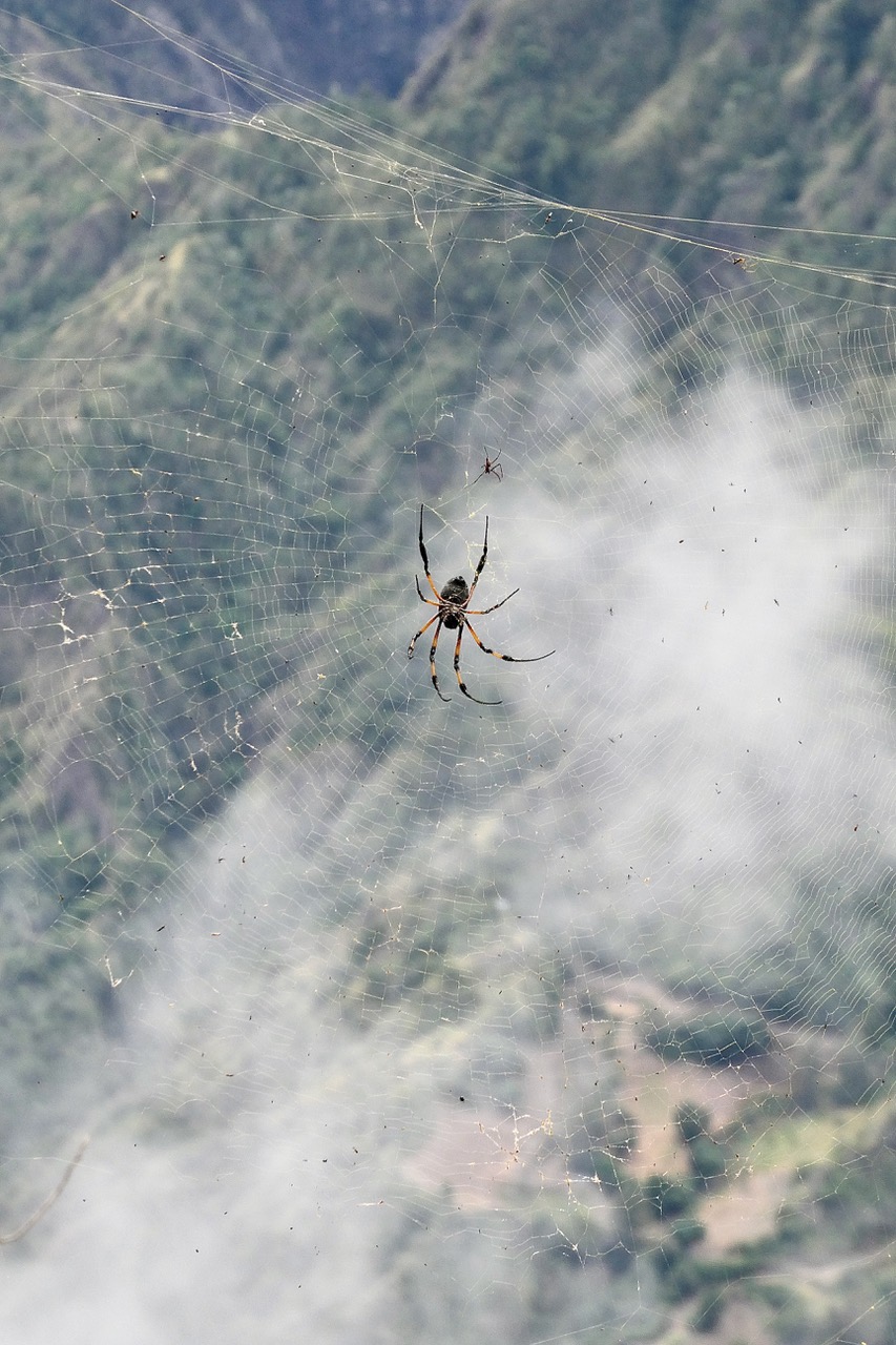 Quand les bibes mâle et femelle (Nephila inaurata) jouent les funambules au dessus du cirque de Cilaos ..jpeg