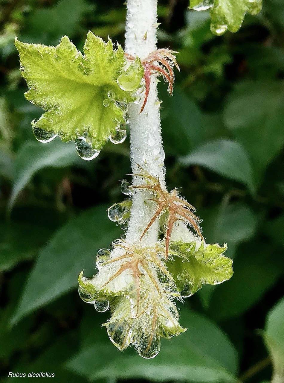 Rubus alceifolius. raisin  marron .( feuillage juvénile après la pluie ) rosaceae.exotique  envahissante.jpeg