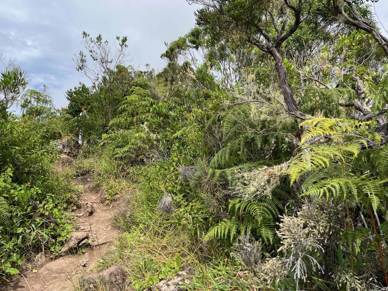 sur le sentier (1).jpeg