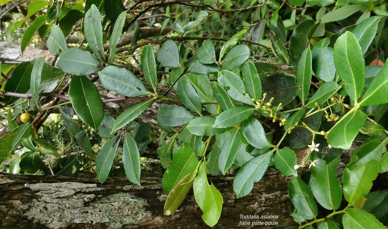 Toddalia asiatica .liane patte poule.( avec fleurs et fruit mûr ).rutaceae..indigène Réunion..jpeg