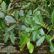 Toddalia asiatica .liane patte poule.( avec fleurs et fruit mûr ).rutaceae..indigène Réunion..jpeg