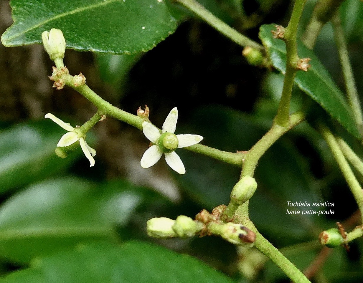 Toddalia asiatica .liane patte poule.( fleurs et fruits en formation )rutaceae..indigène Réunion..jpeg