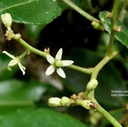Toddalia asiatica .liane patte poule.( fleurs et fruits en formation )rutaceae..indigène Réunion..jpeg
