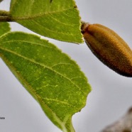 Trochetia granulata. (avec fruit )malvaceae.endémique Réunion..jpeg