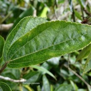 Trochetia granulata.( feuille face supérieure )malvaceae.endémique Réunion..jpeg