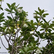 Trochetia granulata.malvaceae.endémique Réunion. (1).jpeg
