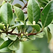 Turraea thouarsiana.bois de quivi.( avec fleur=boutons floraux et fruits ) meliaceae.endémique Réunion Maurice..jpeg
