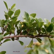 Turraea thouarsiana.bois de quivi.meliaceae.endémique Réunion Maurice..jpeg