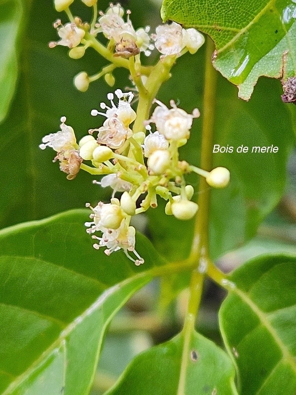 Allophylus borbonicus Bois de merle Sap indaceae Endémique Mascareignes 20.jpeg