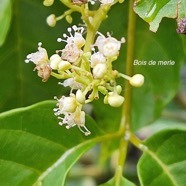 Allophylus borbonicus Bois de merle Sap indaceae Endémique Mascareignes 20.jpeg