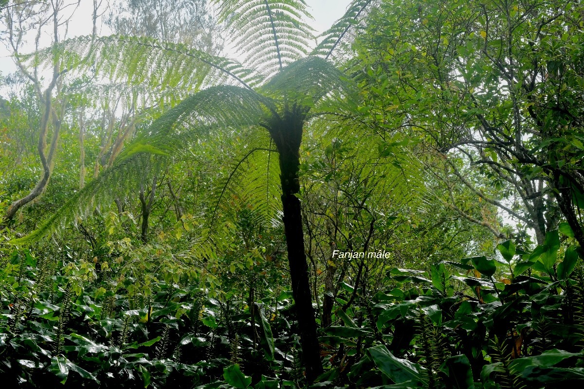 Alsophila borbonica Fanjan ma?le Cyatheacea e Endémique La Réunion, Maurice 1673.jpeg