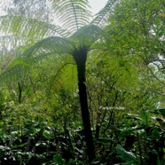 Alsophila borbonica Fanjan ma?le Cyatheacea e Endémique La Réunion, Maurice 1673.jpeg