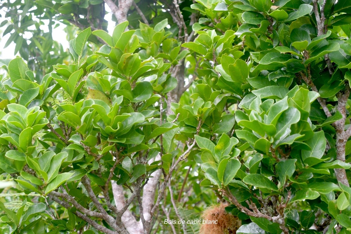 Antidesma madagascariense Bois de cabri blanc  Phyllanthaceae Indigène La Réunion 699.jpeg