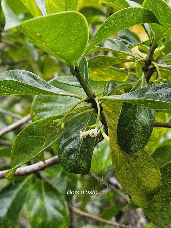 Antirhea borbonica  Bois d'osto Rubi aceae Indigène La Réunion  422.jpeg