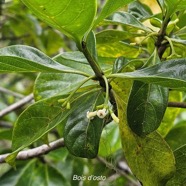 Antirhea borbonica  Bois d'osto Rubi aceae Indigène La Réunion  422.jpeg